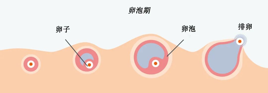 试管老司机回答:做试管婴儿,哪步骤最可怕? 试管老司机回答:做试管婴儿,哪步骤最可怕?