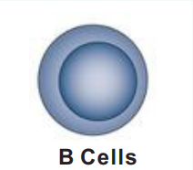Bioxcell免疫细胞特异性标志物抗体