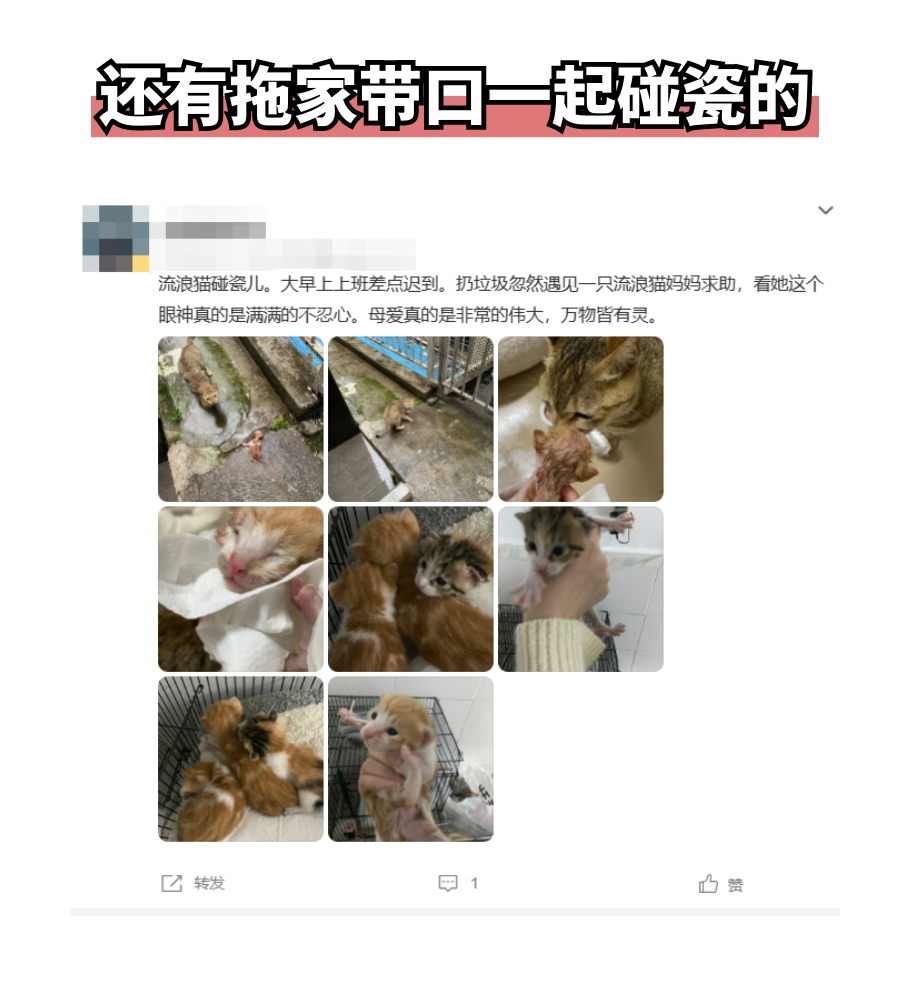 揭秘流浪猫碰瓷的几种手法！