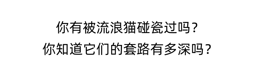 揭秘流浪猫碰瓷的几种手法！