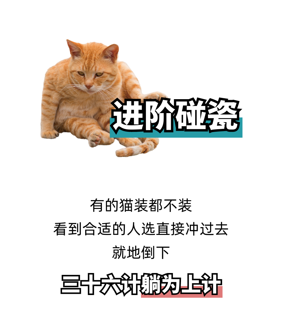 揭秘流浪猫碰瓷的几种手法！