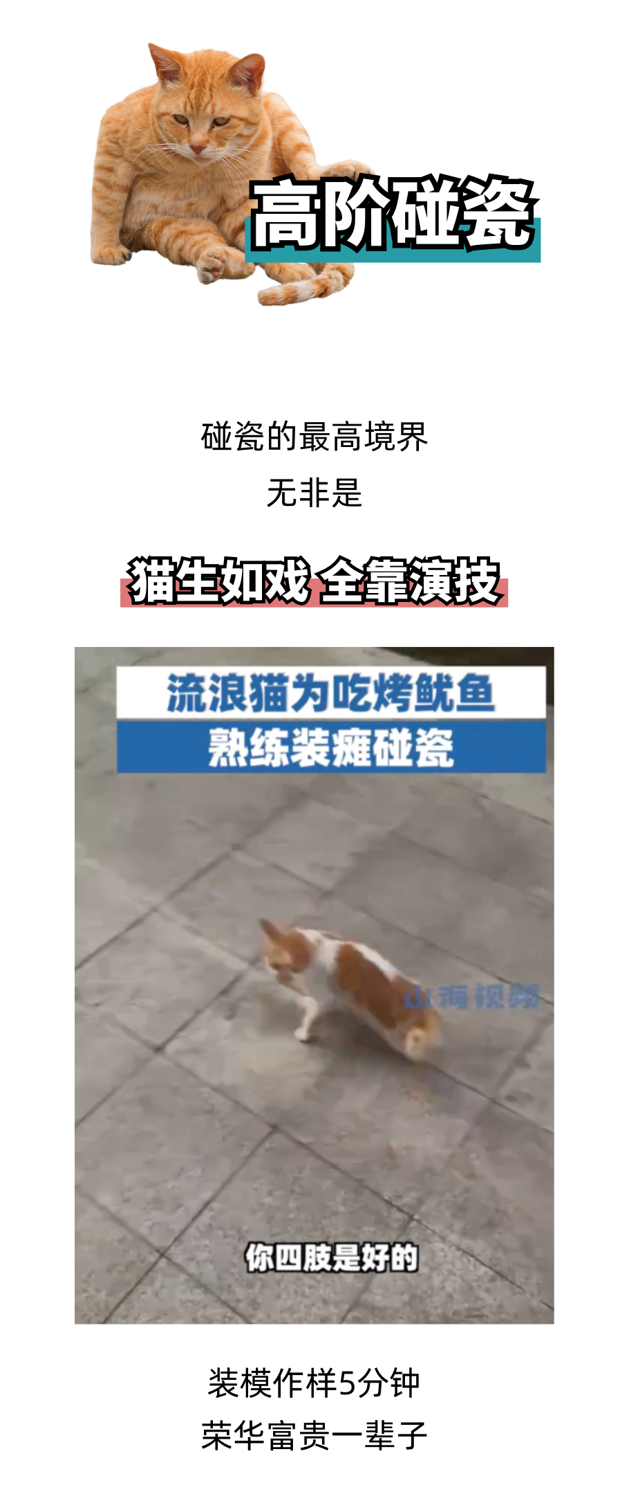 揭秘流浪猫碰瓷的几种手法！