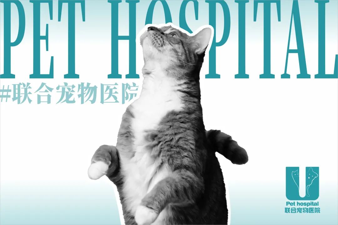 必威电竞app下载宠物医院第九届深宠展圆满结束！