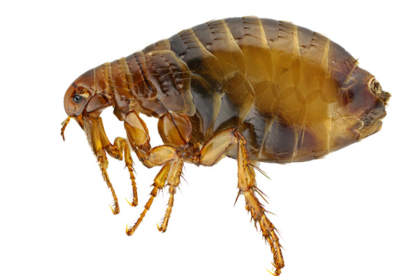 跳蚤有什么危害，家庭该如何有效的防治跳蚤？