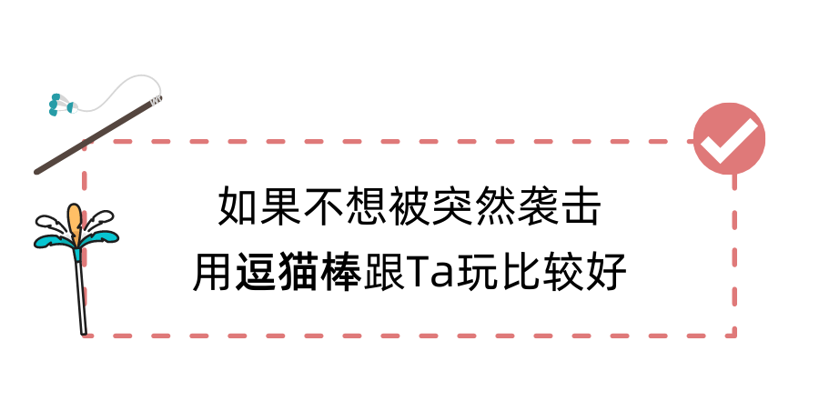 铲屎官和猫相处的4个坏习惯，看看你中了几个？