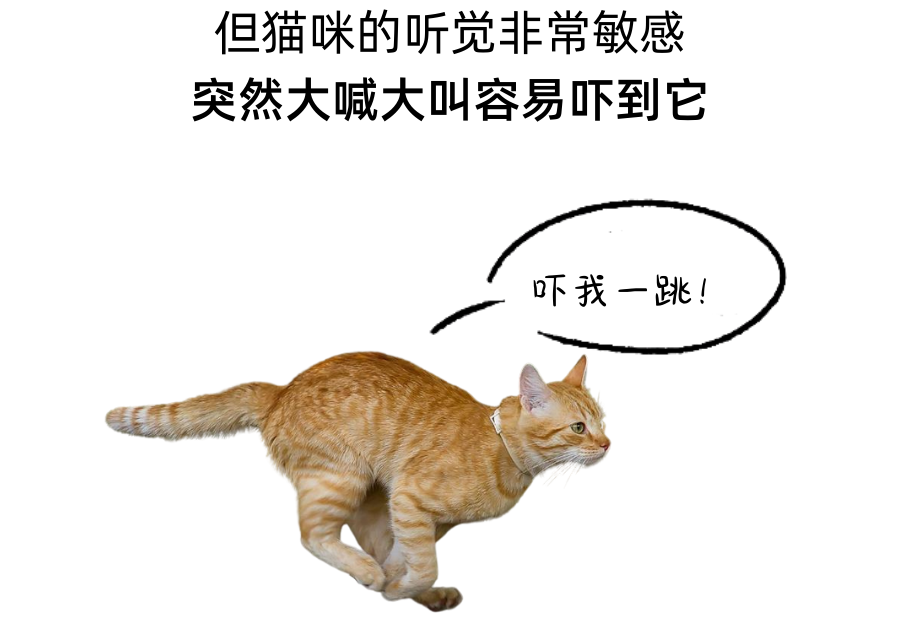 铲屎官和猫相处的4个坏习惯，看看你中了几个？