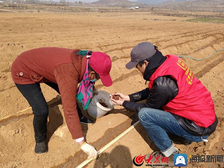 奔忙在田间地头的科技特派员：山东省平邑县丹参主产区来了一群红马甲