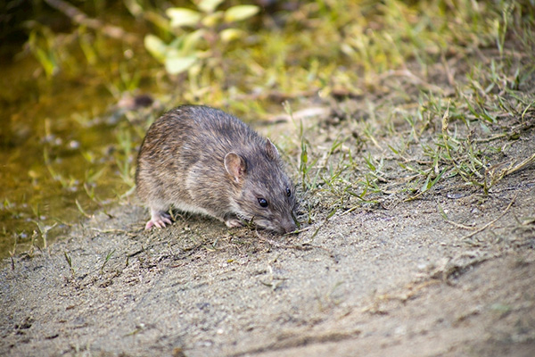 老鼠为什么总喜欢呆在家里，如何才能快速消灭它们？