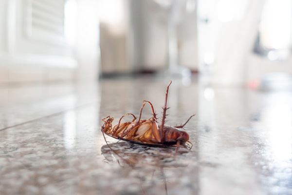商场蟑螂太多怎么办，有哪些好办法可以将其消灭？