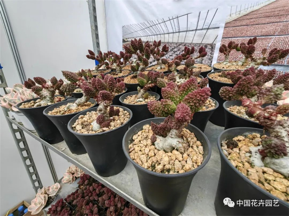 第二届中国（青州）多肉植物展举行 | 动态