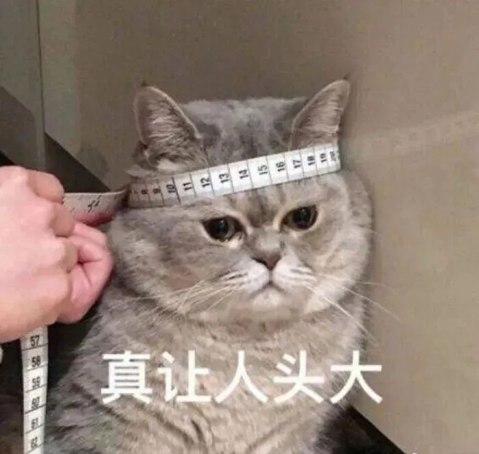 猫咪为什么半夜嚎叫？是生病了吗？