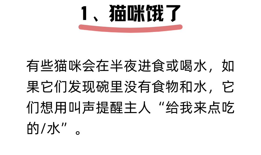 猫咪为什么半夜嚎叫？是生病了吗？