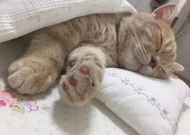 猫咪为什么半夜嚎叫？是生病了吗？