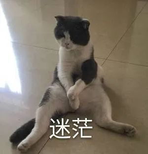 猫咪为什么半夜嚎叫？是生病了吗？