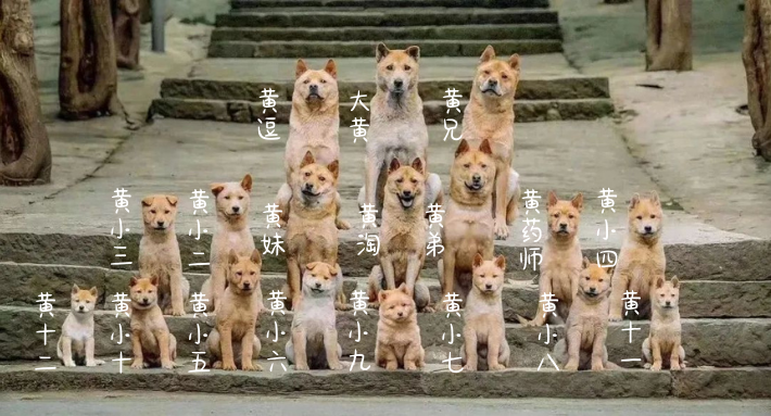 《忠犬八公》的主角有17个狗替身！