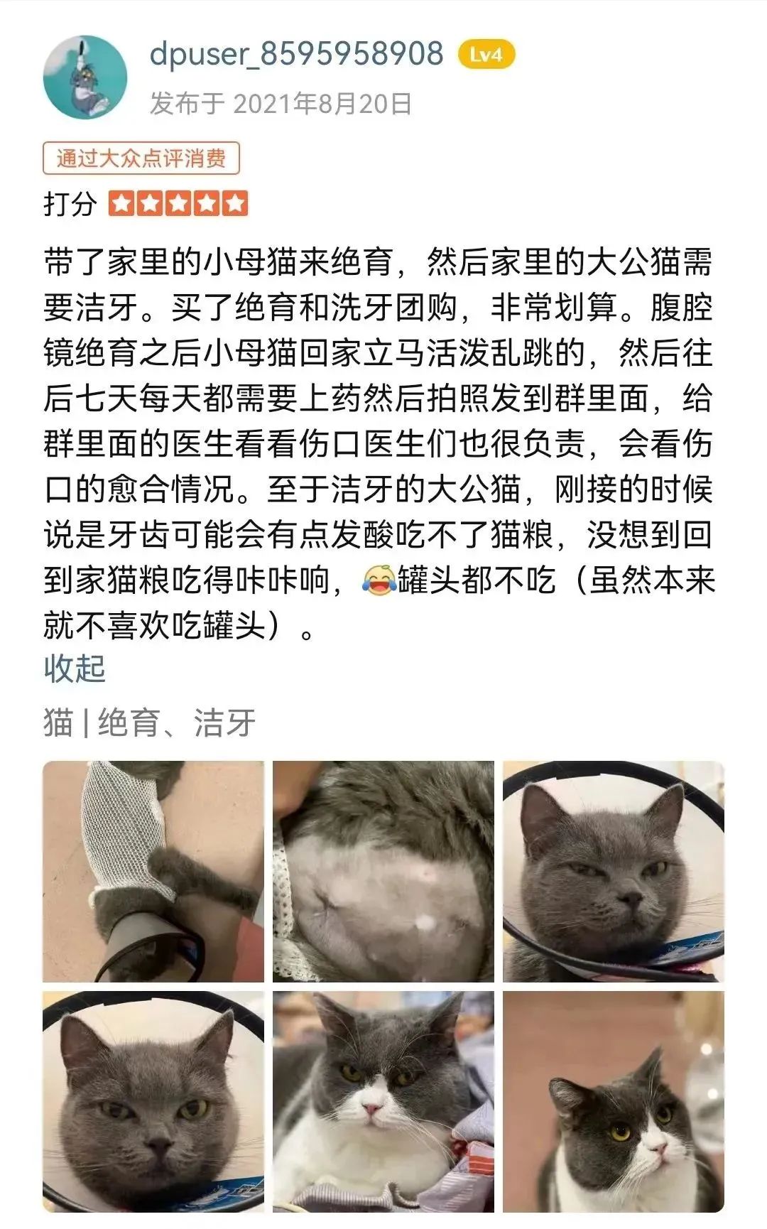 猫咪为什么半夜嚎叫？是生病了吗？