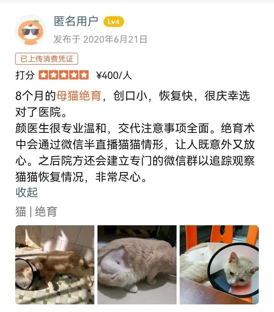 猫咪为什么半夜嚎叫？是生病了吗？