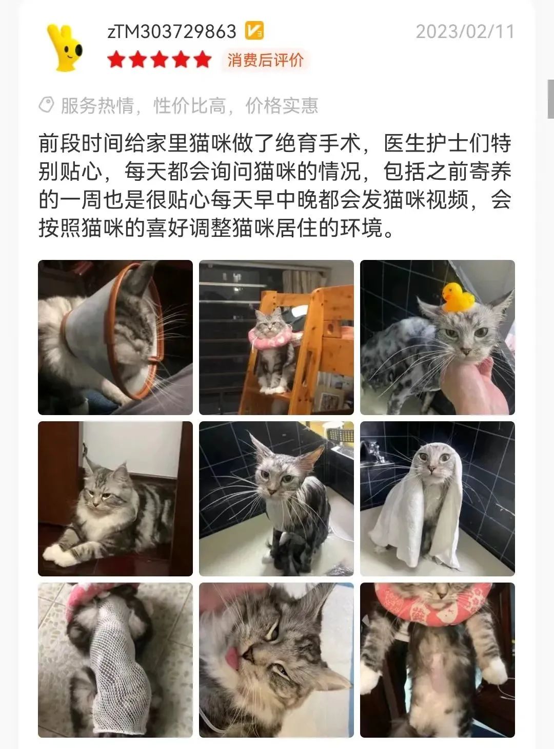 猫咪为什么半夜嚎叫？是生病了吗？