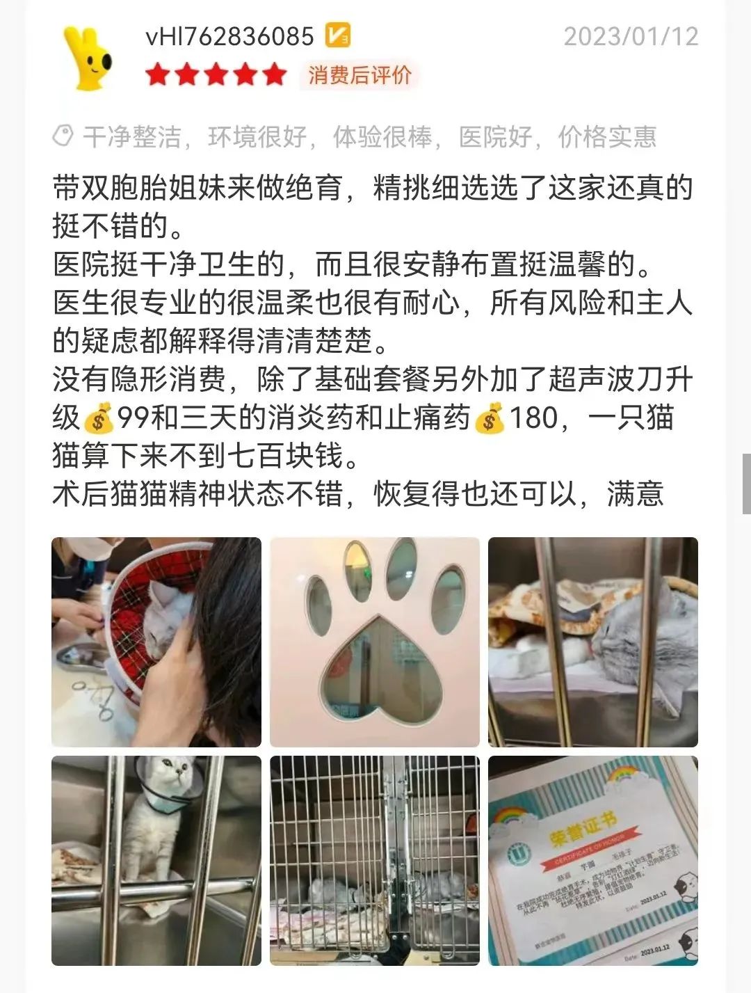 猫咪为什么半夜嚎叫？是生病了吗？