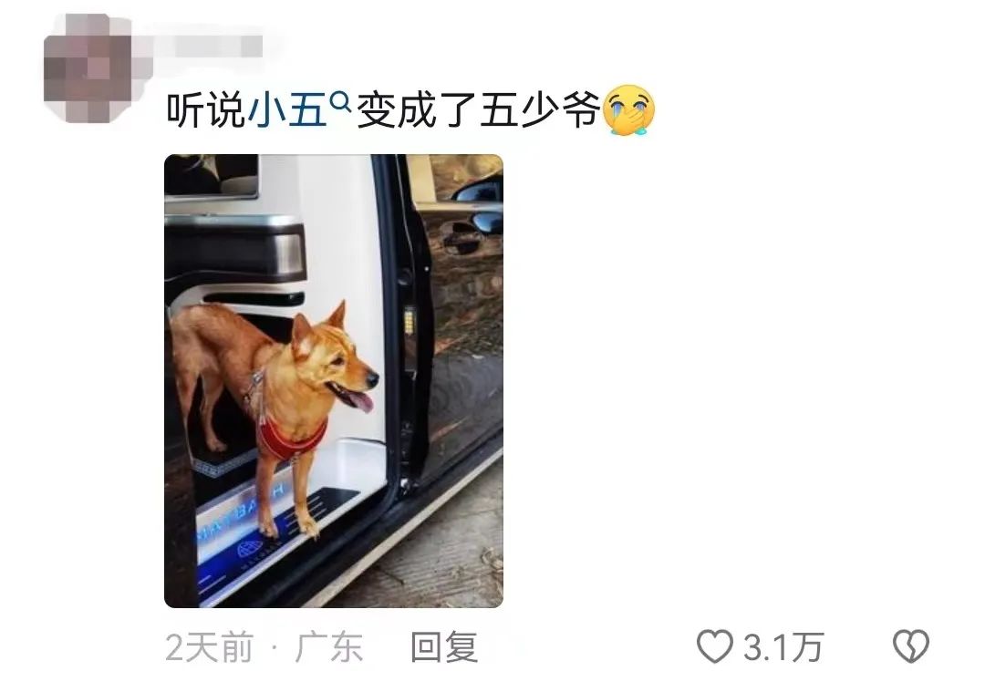 《忠犬八公》的主角有17个狗替身！