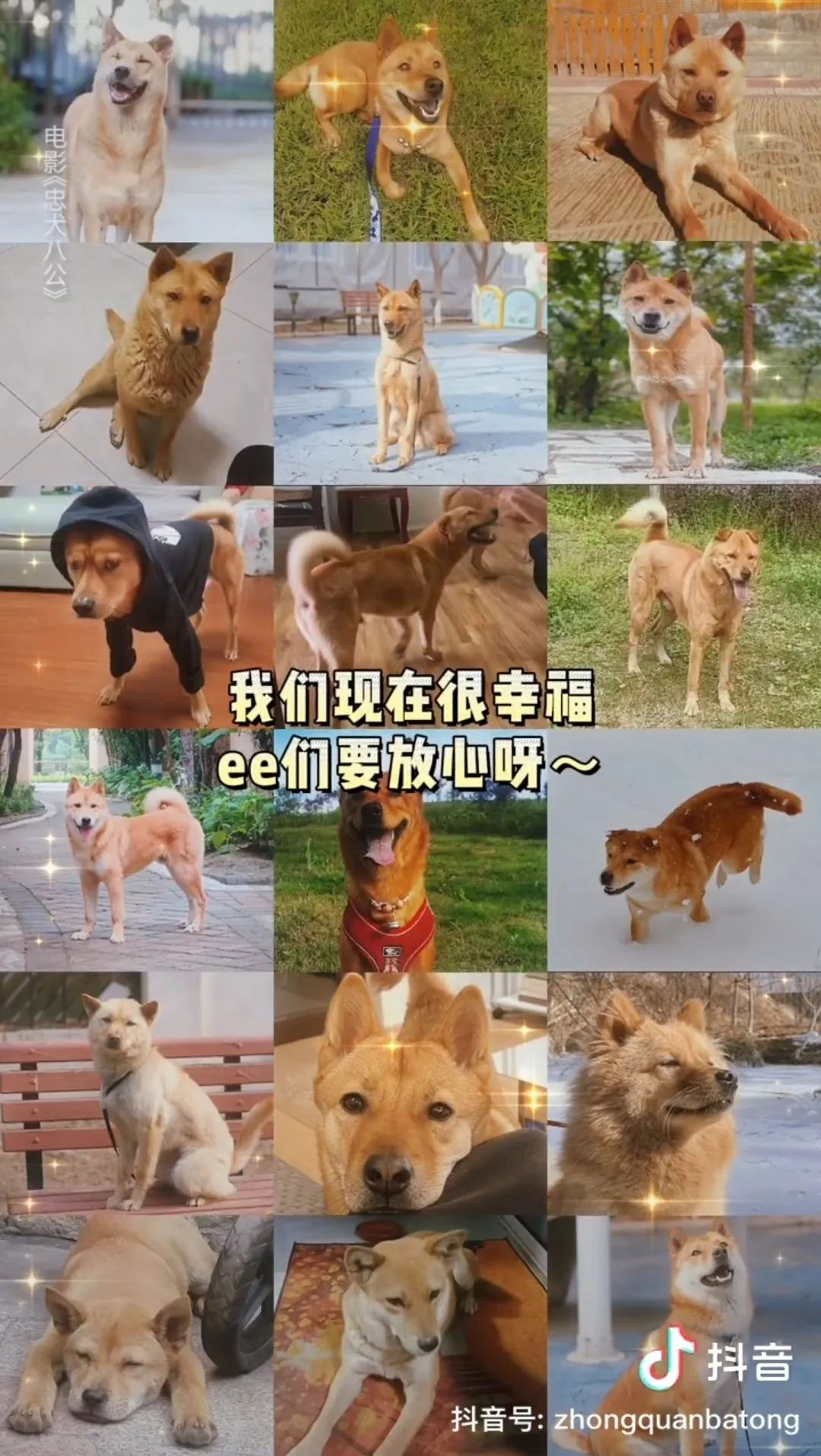 《忠犬八公》的主角有17个狗替身！