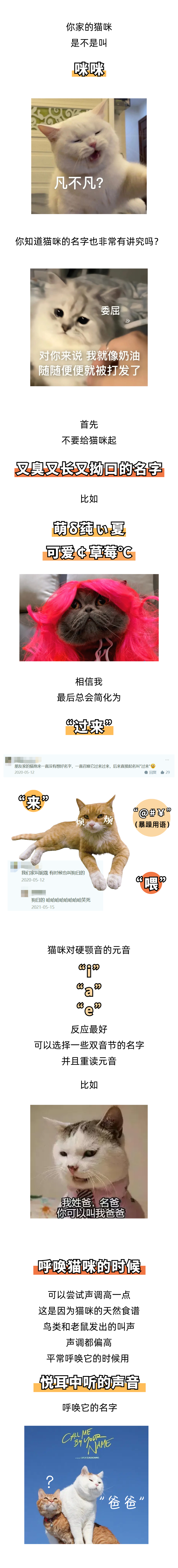 我给猫咪起名咪咪，以为被打脸却“真香”了