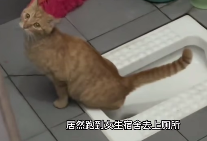 那些在大学里的猫，过的怎么样？