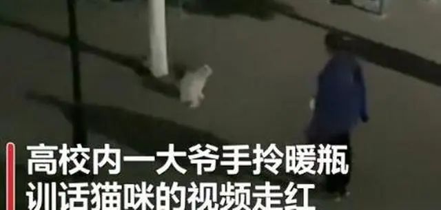 那些在大学里的猫，过的怎么样？