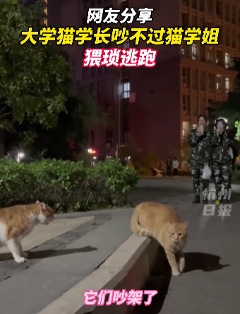 那些在大学里的猫，过的怎么样？