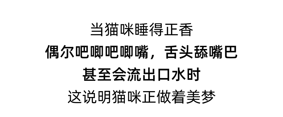 猫咪也会做梦？不仅会，还会说梦话呢！