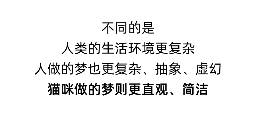 猫咪也会做梦？不仅会，还会说梦话呢！