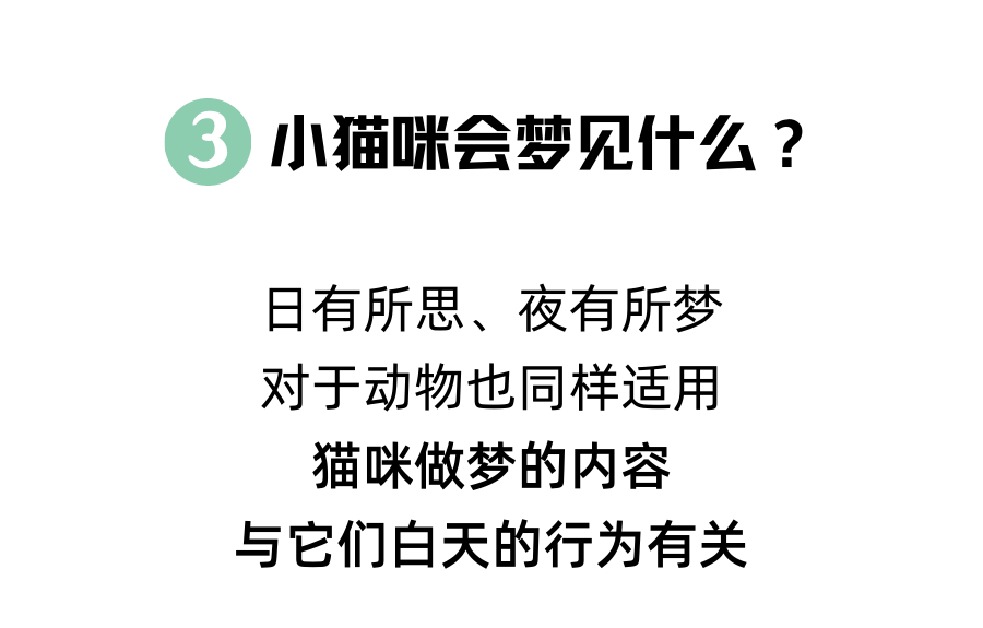 猫咪也会做梦？不仅会，还会说梦话呢！