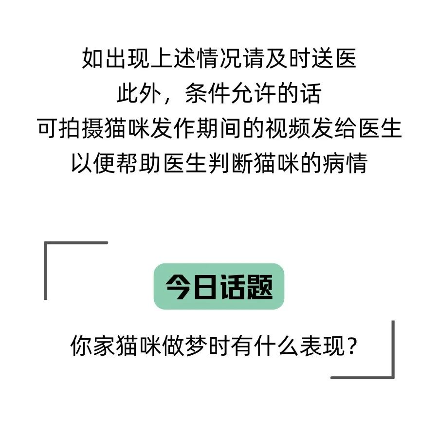 猫咪也会做梦？不仅会，还会说梦话呢！