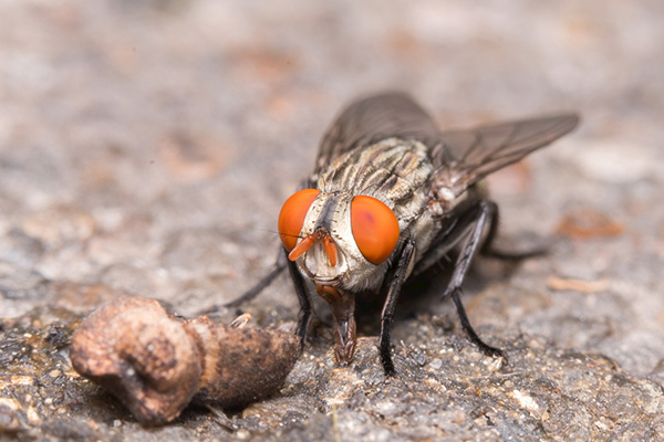 为什么说苍蝇不叮无缝蛋，家里出现苍蝇意味着什么？