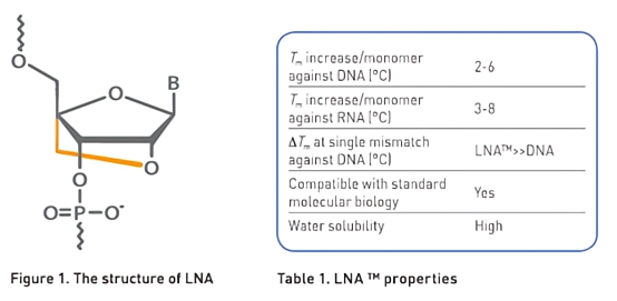 突破探针合成关键技术攻关|LNA探针与5'rApp探针性能进阶全分析