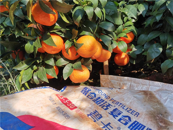 水溶肥在柑橘上如何使用？