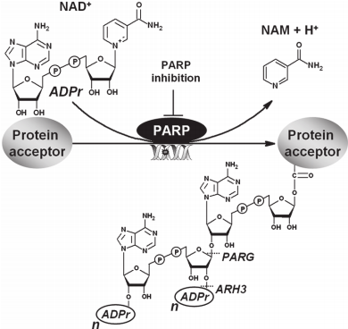 聚ADP-核糖基Poly (ADP-Ribose) ELISA Kit—Cell Biolabs热销产品