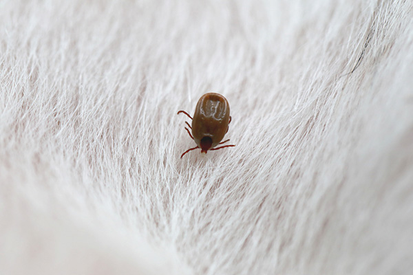 蜱虫是什么，对人类有什么危害，我们应该如何进行防治？
