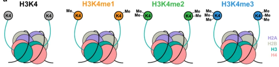 H3K4me1 Antibody——EpiCypher新品推荐
