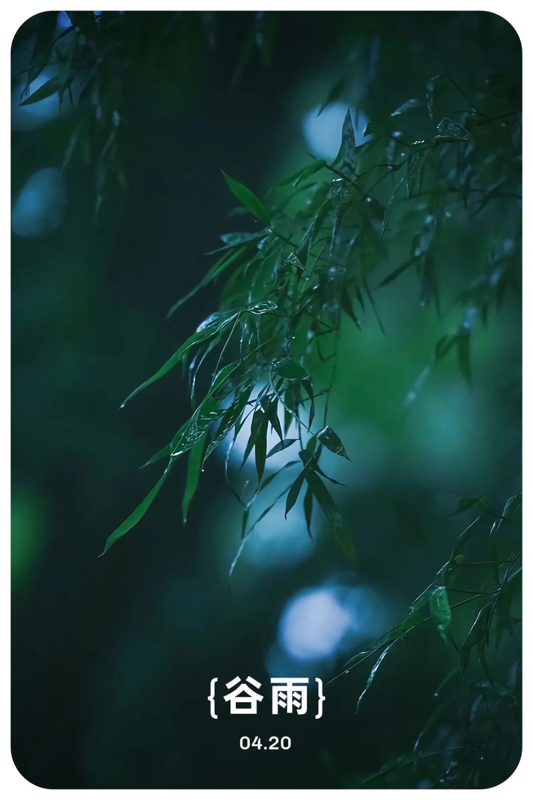 谷雨三朝看牡丹