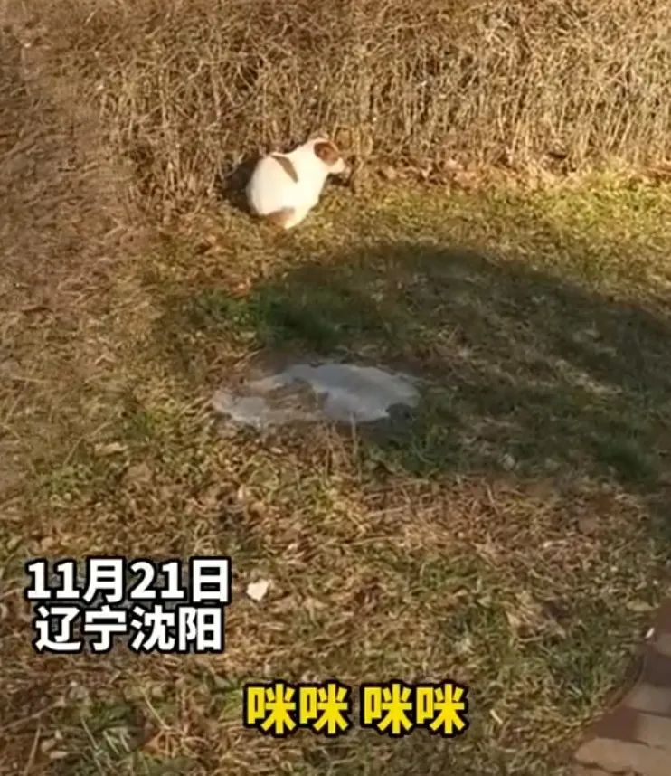 把狗认成猫，把猫认成狗，可以让近视背锅吗？