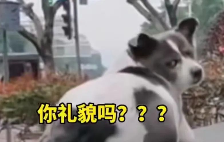 把狗认成猫，把猫认成狗，可以让近视背锅吗？