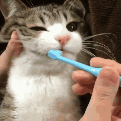 给猫刷牙人和猫都很慌？保姆级猫咪刷牙教程来啦！