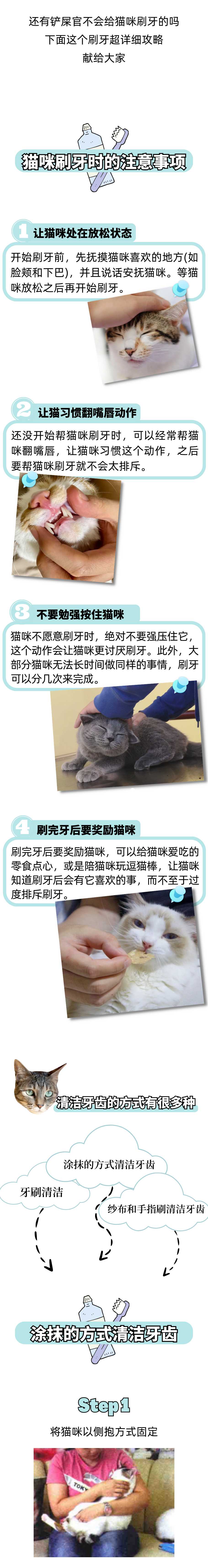 给猫刷牙人和猫都很慌？保姆级猫咪刷牙教程来啦！