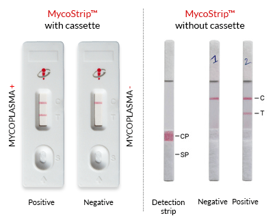 MycoStrip™—细胞支原体污染检测原来可以这么简单