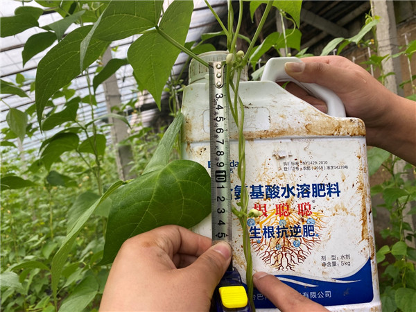 芸豆定植用什么水溶肥较好