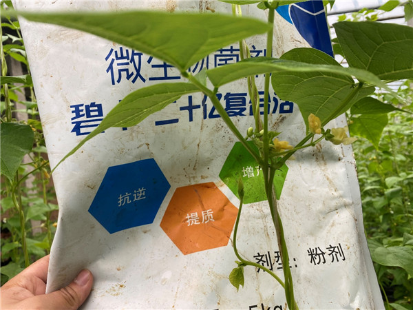 芸豆定植用什么水溶肥较好