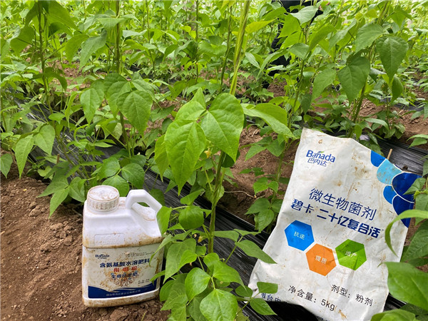 蕓豆定植用什么水溶肥較好