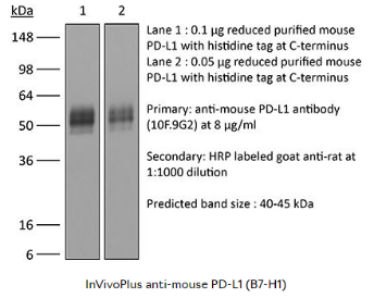 BioXcell热销产品推荐--InVivoPlus anti-mouse PD-L1 (B7-H1)
