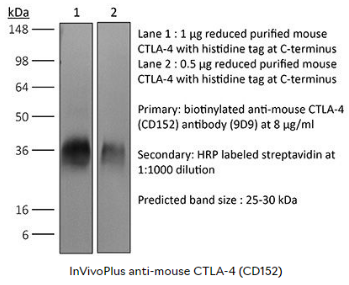BioXcell热销产品--InVivoPlus anti-mouse CTLA-4 (CD152)
